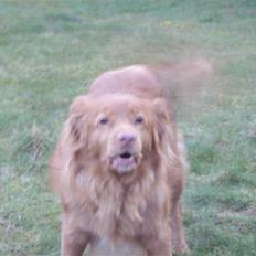 Nova scotia duck tolling retriever Molly Iversen