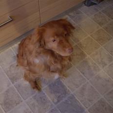 Nova scotia duck tolling retriever Molly Iversen