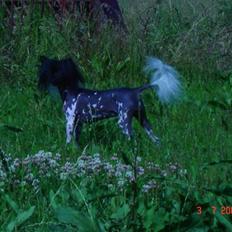 Chinese crested hårløs Hersted's Yorkshire Ming-