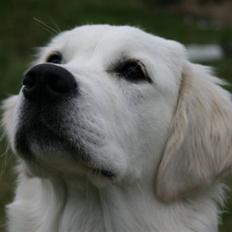 Golden retriever Labråtens Ivita