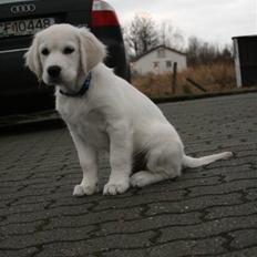 Golden retriever Labråtens Ivita