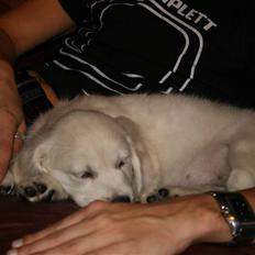 Golden retriever Labråtens Ivita