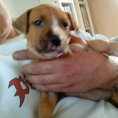 Amerikansk staffordshire terrier zuki