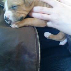 Amerikansk staffordshire terrier zuki