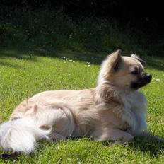 Chihuahua Marco 1999-2009