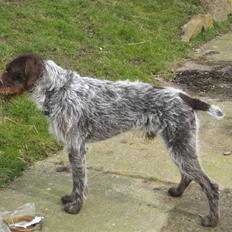 Ruhåret hønsehund Zuki *hanhund*