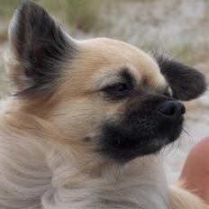 Chihuahua Marco 1999-2009