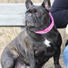 Fransk bulldog Black Magic Kinibox[Nina]
