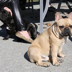 Fransk bulldog Black Magic Kinibox[Nina]