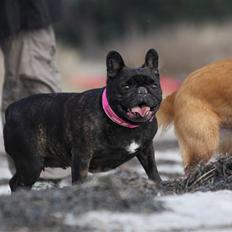 Fransk bulldog Black Magic Kinibox[Nina]