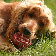 Cocker spaniel Sif