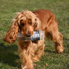 Cocker spaniel Sif