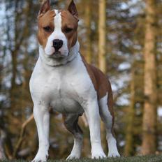 Amerikansk staffordshire terrier *FAITH*
