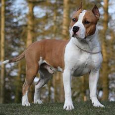 Amerikansk staffordshire terrier *FAITH*