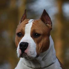 Amerikansk staffordshire terrier *FAITH*