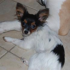 Papillon Herbie