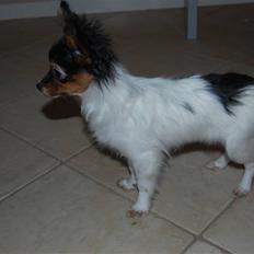 Papillon Herbie
