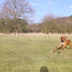 Rhodesian ridgeback Zulu