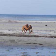 Rhodesian ridgeback Zulu