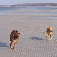 Rhodesian ridgeback Zulu