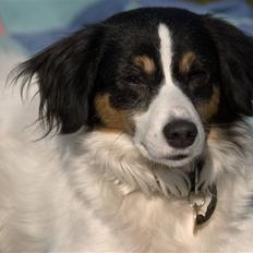 Blanding af racer Terry