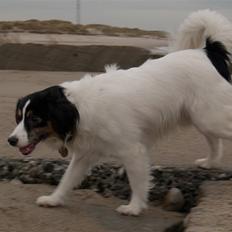 Blanding af racer Terry