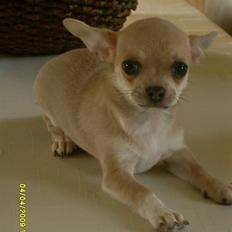 Chihuahua Fiona