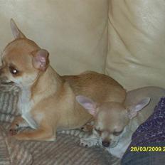 Chihuahua Fiona