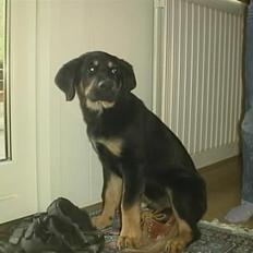 Blanding af racer Lunte <'3 R.I.P.