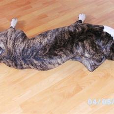 Amerikansk staffordshire terrier Mean  R.I.P