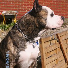 Amerikansk staffordshire terrier Mean  R.I.P