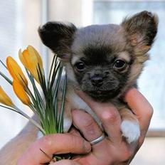 Chihuahua *Pixie <3*
