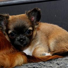 Chihuahua *Pixie <3*
