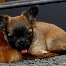 Chihuahua *Pixie <3*