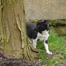 Blanding af racer Bella 