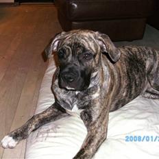 Blanding af racer Nouba