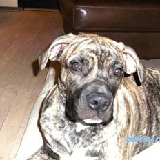 Blanding af racer Nouba