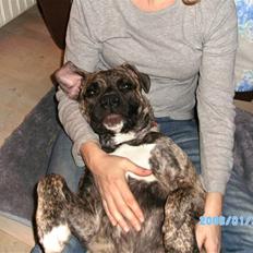 Blanding af racer Nouba