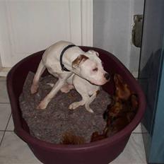 Amerikansk bulldog Keno