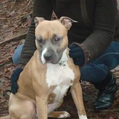 Amerikansk staffordshire terrier Fie