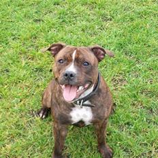 Staffordshire bull terrier Bella