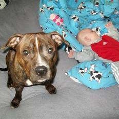 Staffordshire bull terrier Bella