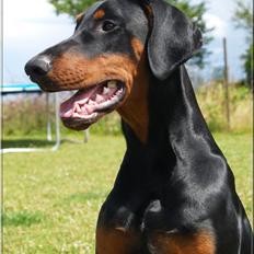 Dobermann Proud Danish Aragon