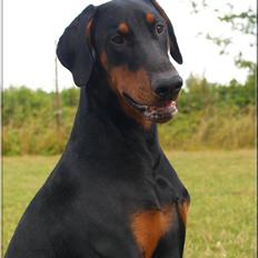 Dobermann Proud Danish Aragon
