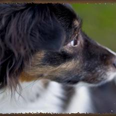 Blanding af racer Lady