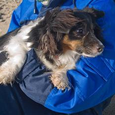 Blanding af racer Lady