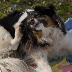 Blanding af racer Lady