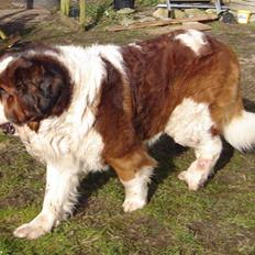 Sankt bernhardshund Rollo R.I.P