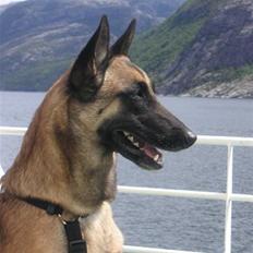 Malinois Isell's Xiff