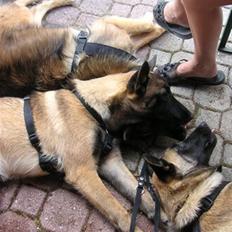 Malinois Isell's Xiff